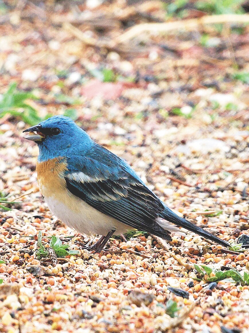 Lots of blue - Platte County Record-Times